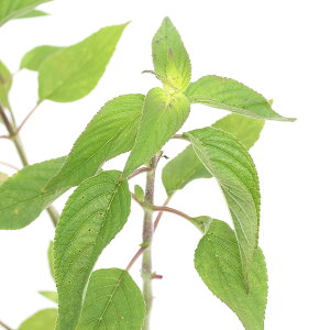 iϗtAjn[uc@Z[W@pCibv@3i1|bgj@ƒ؉