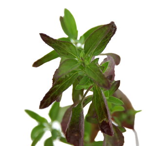 iϗtAjn[uc@Z[W@`F[Z[W@CbNsN@3i1|bgj@A}@ƒ؉@Ntg@