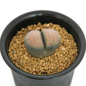 (観葉植物)品種系リトープス ウエベリー 2.5号 1株植え(1鉢) 関東当日便