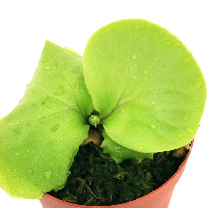 楽天市場】（観葉植物）ビカクシダ リドレイ スポア 2．5〜3号（1 
