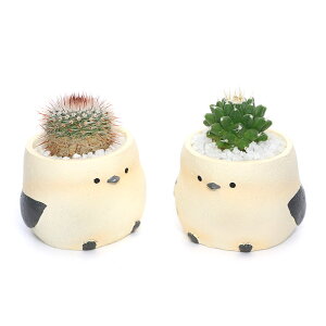 (観葉植物)おまかせプチサボテン リトルアニマル シマエナガ(1鉢) 固まる砂 多肉植物 おしゃれ プレゼント