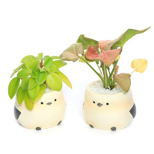 iϗtAj܂~jϗt@gAj}@V}GiKi1j@ł܂鍻@A@@@v[g