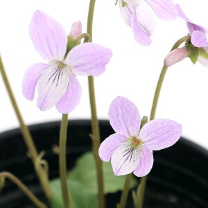 iR쑐jX~i俁jLNoqX~ietP俁j3i1|bgjixԁj