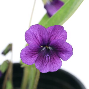 (山野草)スミレ(菫)フジミョウジンスミレ(富士明神菫)3号(1ポット)(休眠状態)