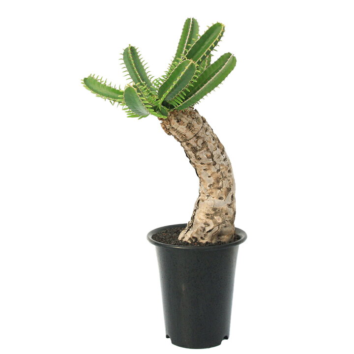 楽天市場】（観葉植物）一点物 ユーフォルビア ムランジーナ 7号（1  