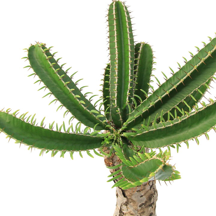 楽天市場】（観葉植物）一点物 ユーフォルビア ムランジーナ 7号（1  