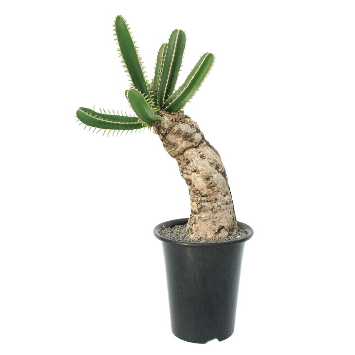 楽天市場】（観葉植物）一点物 ユーフォルビア ムランジーナ 7号（1  