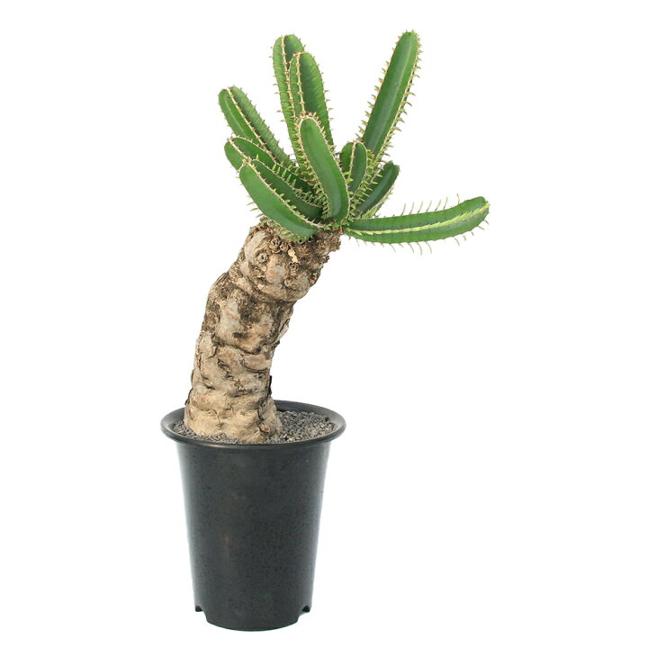 楽天市場】（観葉植物）一点物 ユーフォルビア ムランジーナ 7号（1  