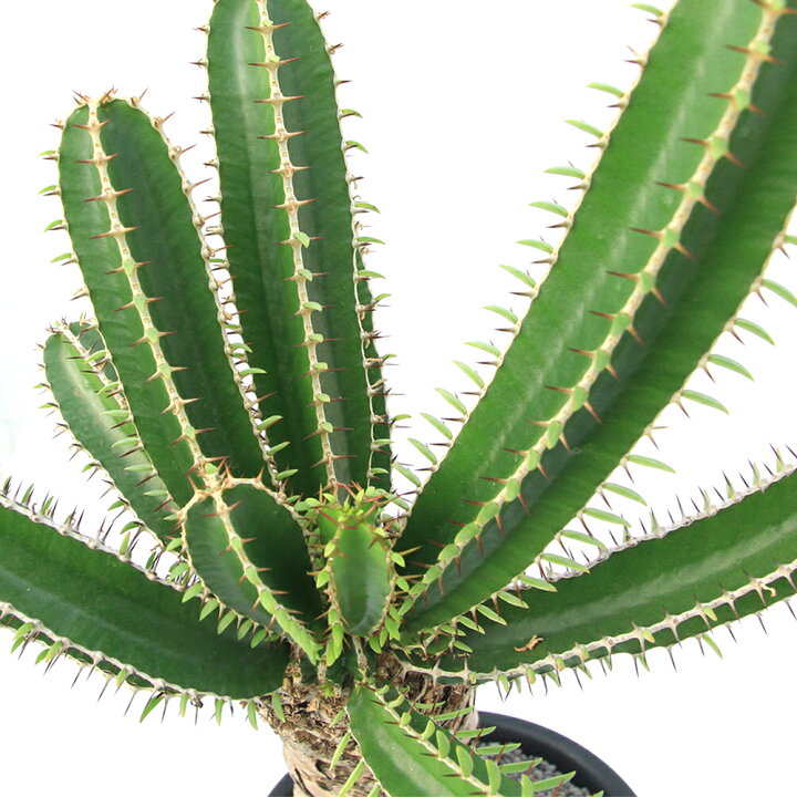楽天市場】（観葉植物）一点物 ユーフォルビア ムランジーナ 7号（1  