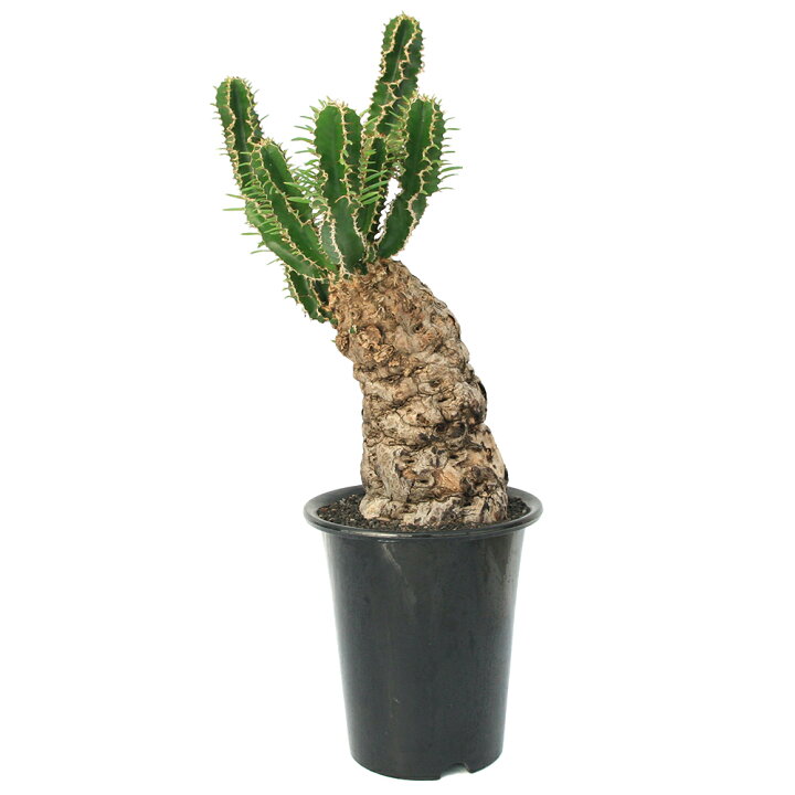 楽天市場】（観葉植物）一点物 ユーフォルビア ムランジーナ 8号（1  