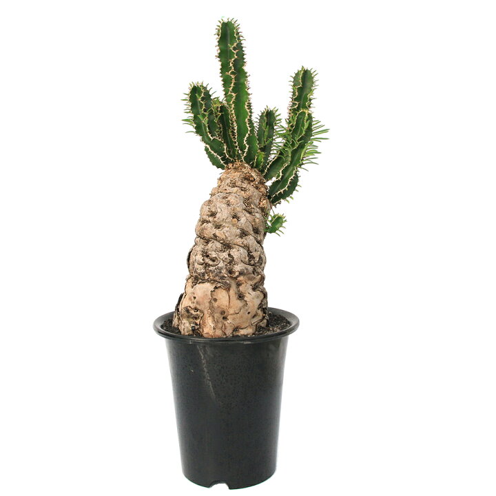 楽天市場】（観葉植物）一点物 ユーフォルビア ムランジーナ 8号（1 