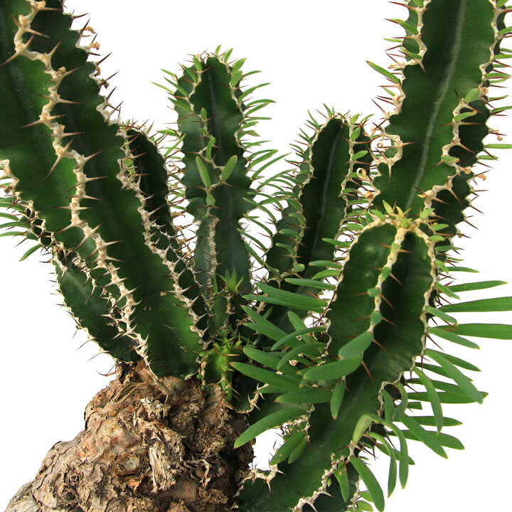 楽天市場】（観葉植物）一点物 ユーフォルビア ムランジーナ 8号（1  