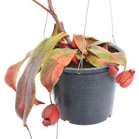 （食虫植物）ウツボカズラ　ネペンテス　バイキング×アンプラリア　ブラック　吊り鉢　5～6号（1鉢）【HLS_DU】