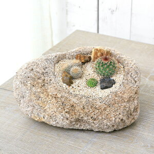 （観葉植物）おまかせプチサボテン　ミニドライガーデン風レイアウト　抗火石鉢（1鉢）受け皿付き　固まる砂　木化石　寄せ植え
