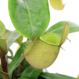 （食虫植物）ウツボカズラ　ネペンテス　アンプラリア（無地）　吊り鉢　5号（1鉢）【HLS_DU】