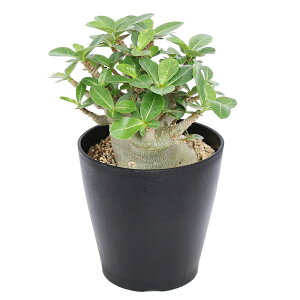 iAj_@AfjE@O[Ch{A@5@~ti1ji347875j