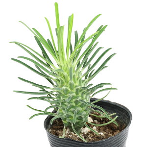 iAj[tHrA@tؗ@2D5i1|bgj