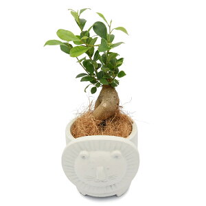 (観葉植物)小さい インテリア ガジュマル リオンスフェールサークル ホワイト(1鉢)ココヤシファイバー 鉢植え植物 おしゃれ