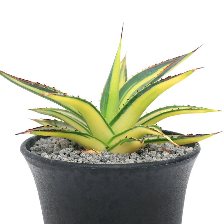 楽天市場】（観葉植物）一点物 アガベ ブルーグロー 黄縞中斑 