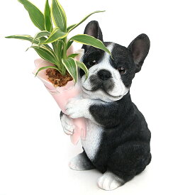 （観葉植物）おまかせミニ観葉　子犬のブーケ（1鉢）　鉢植え　おしゃれ　室内　プレゼント【HLS_DU】