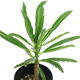 （観葉植物）パキポディウム　ルテンベルギアナム　3．5号（1鉢）冬季落葉中　コーデックス【HLS_DU】