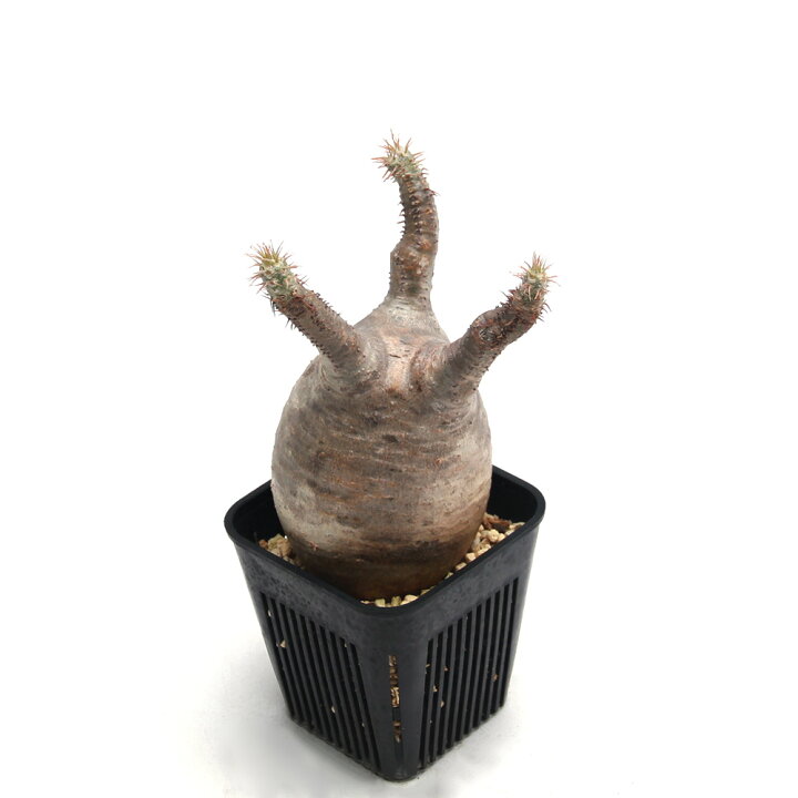 楽天市場】（観葉植物）一点物 パキポディウム グラキリス 現地株 発根  