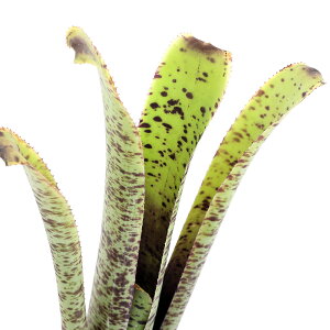 �i�ϗt�A���j�P�X�l���A�@�}�������[�^�i1���j�^���N�u�������A