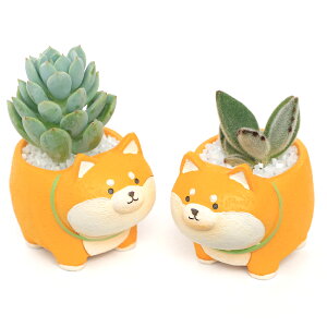 iϗtAj܂v`@lČi1j@ł܂鍻