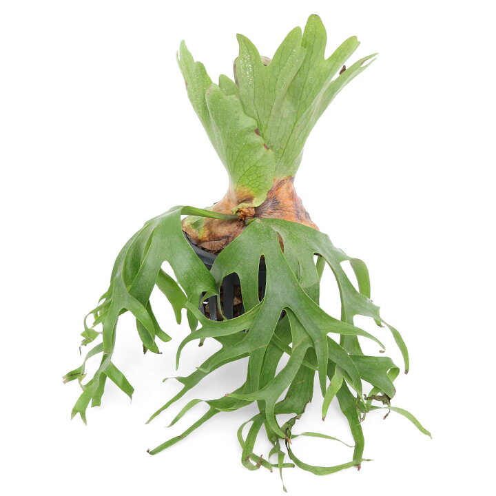 楽天市場】（観葉植物）ビカクシダ コロナリウム cv．フィリピネス 