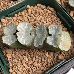 iAj؍c@nI`A@ʐ@gJ[^@i1j