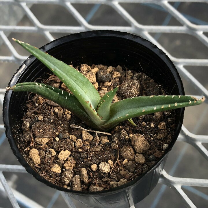 楽天市場】（多肉植物）韓国苗 アガベ チタノタ 熊猫（パンダ）（1株 
