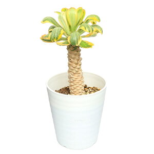 iAj_@[tHrA@|C]j[с@5i1ji349216j