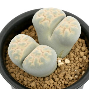 iAjing[vX@ߋʁ@2D5i1j