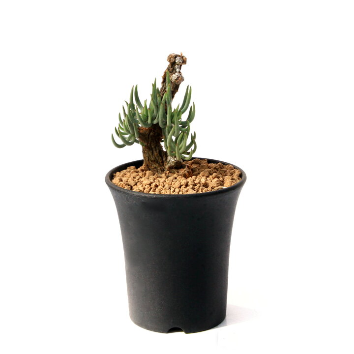 楽天市場】（観葉植物）一点物 チレコドン ペアルソニー 発根済（1株 