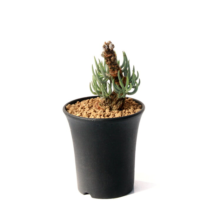 楽天市場】（観葉植物）一点物 チレコドン ペアルソニー 発根済（1株 