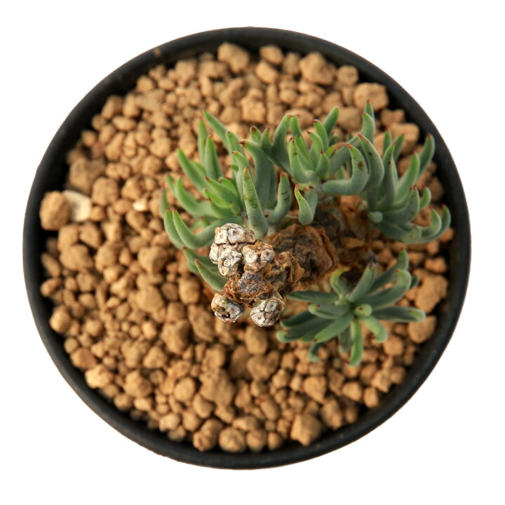 楽天市場】（観葉植物）一点物 チレコドン ペアルソニー 発根済（1株 