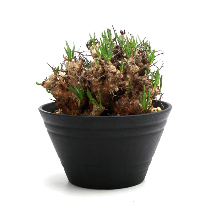 楽天市場】（観葉植物）一点物 チレコドン レティキュラータス 万物想 