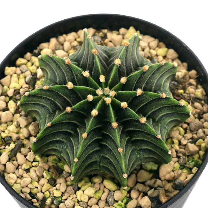 楽天市場】（多肉植物）サボテン ギムノカリキウム フリードリッヒ 