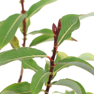 iR쑐jiM@NlRiM@3i1|bgj