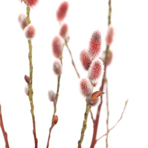 iR쑐jiM@lRiM@sNnii킨܂j@3i1|bgj