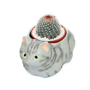 iϗtAj܂v`T{e@났L@AJV[gwA@O[i1Zbgj@A@@v[g