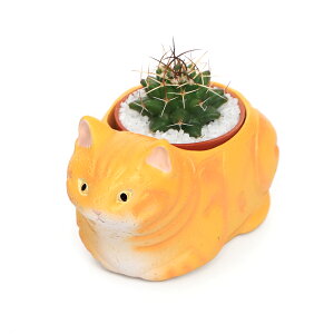 iϗtAj܂v`T{e@났L@AJV[gwA@CG[i1Zbgj@A@@v[g