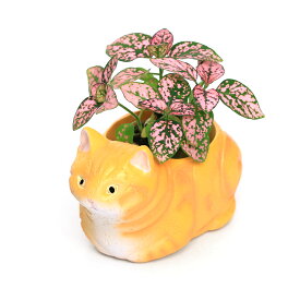 （観葉植物）おまかせミニ観葉　くつろぎ猫　アメリカンショートヘア　イエロー（1セット）　鉢植え　おしゃれ　室内　プレゼント【HLS_DU】