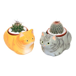 iϗtAj܂v`T{e@났L@AJV[gwA@O[CG[i1Zbgj@A@@v[g