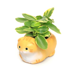 iϗtAj܂~jϗt@났L@XReBbVtH[h@CG[i1Zbgj@A@@@v[g