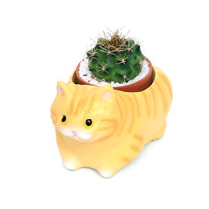 iϗtAj܂v`T{e@났L@}`Ji1Zbgj@A@@v[g