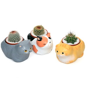 iϗtAj܂v`T{e@났LWi3Zbgj@A@@v[g