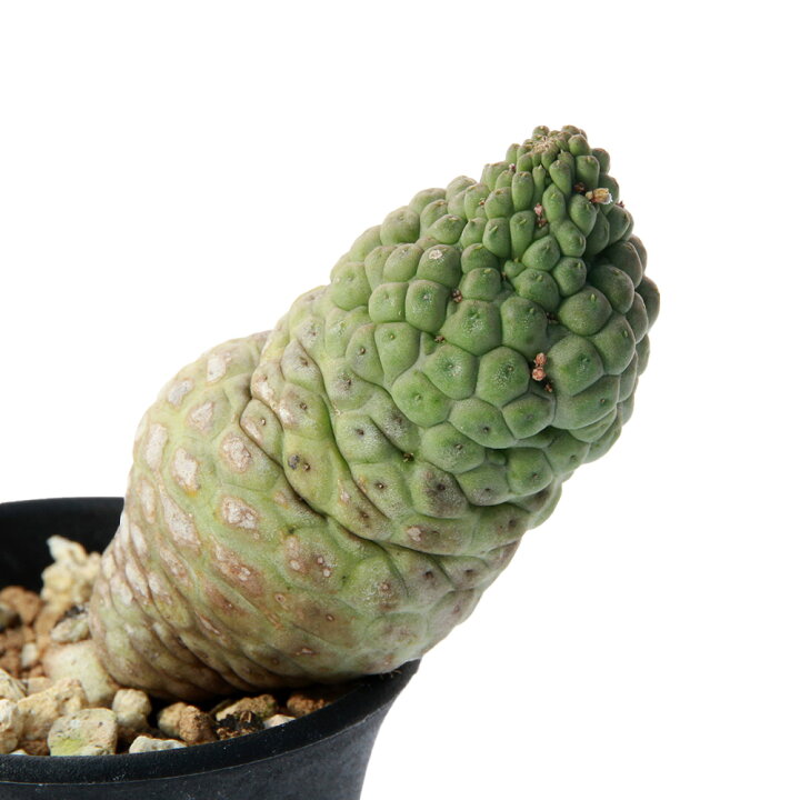 楽天市場】（多肉植物）一点物 ラリレアキア カクティフォルメ 仏頭玉 