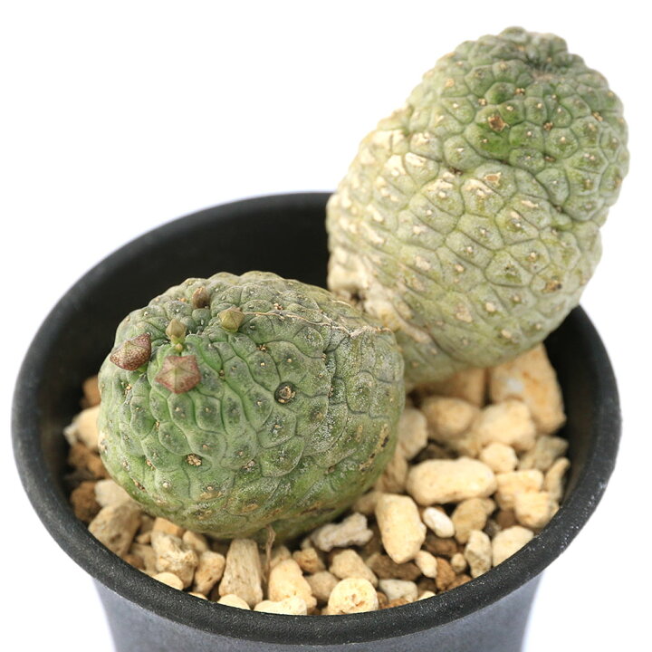 楽天市場】（観葉植物）一点物 ラリレアキア カクティフォルメ 