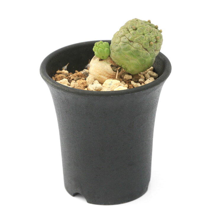 楽天市場】（観葉植物）一点物 ラリレアキア カクティフォルメ 